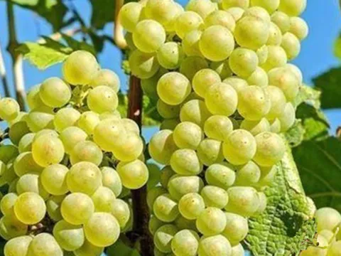 Vitis 'Vroege Van Der Laan'