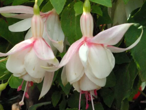 Fuchsia 'Annabel'