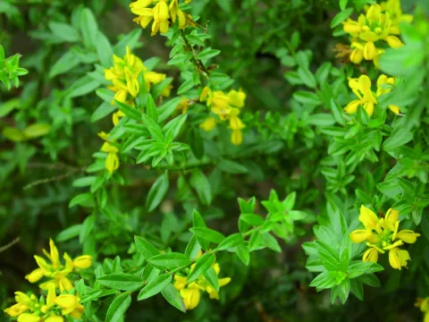 Genista tinctoria 'Royal Gold'