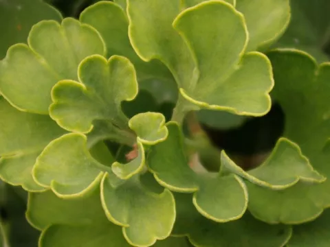 Ginkgo biloba 'Mariken'