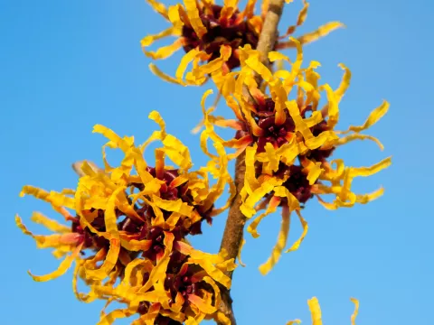 Hamamelis intermedia 'Orange Beauty'