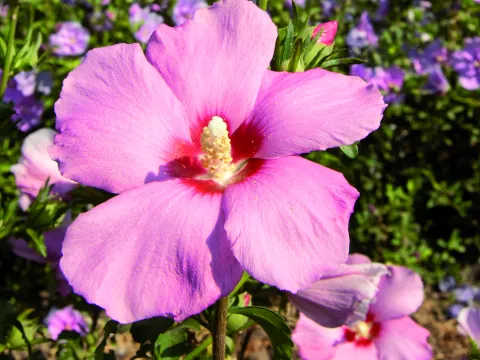 Hibiscus syriacus 'Aphrodite'