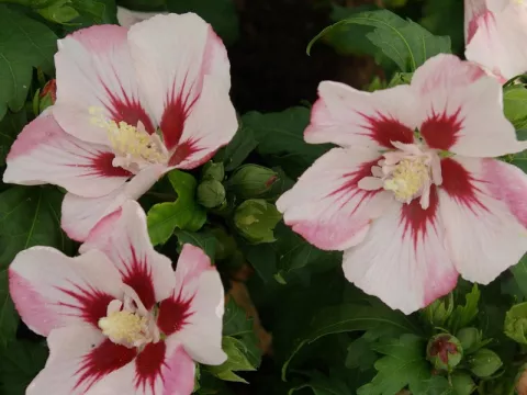 Hibiscus syriacus 'Hamabo'