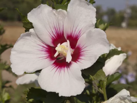 Hibiscus syriacus 'Helene'