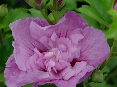 Hibiscus syriacus 'Lavender Chiffon' ®