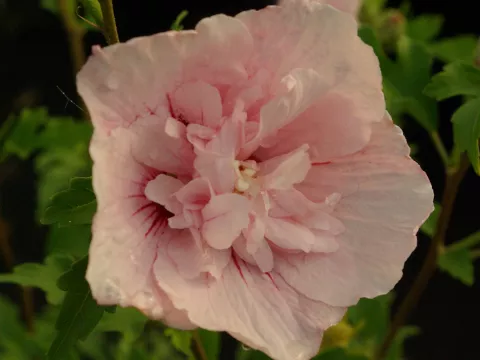 Hibiscus syriacus 'Pink Chiffon' ®