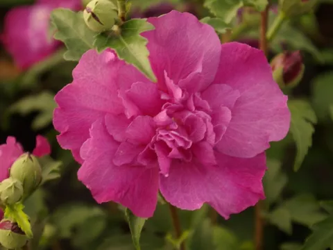 Hibiscus syriacus 'Purple Ruffles'®'Sanchonyo'