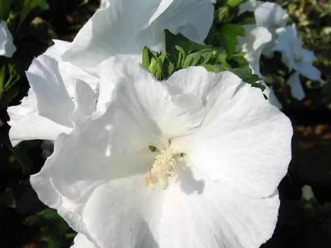 Hibiscus syriacus 'Diana'