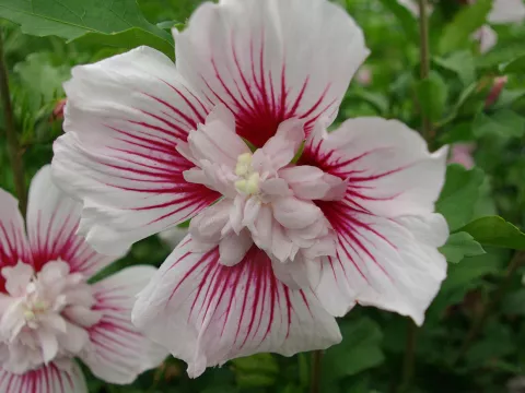 Hibiscus syriacus 'Starburst Chiffon' ®'Rwoods6'