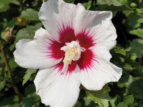 Hibiscus syriacus 'Shintaeyang'
