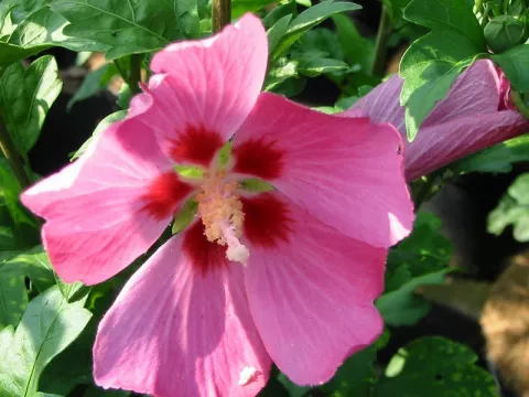 Hibiscus syriacus 'Woodbridge'