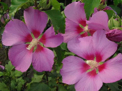 Hibiscus syriacus 'Walberton's' ®  Rose Moon