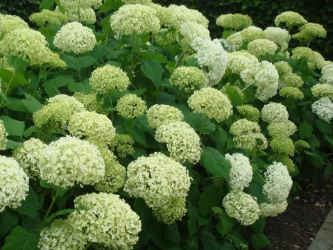 Hydrangea arborescens 'Annabelle'