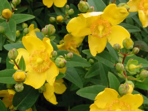 Hypericum 'Hidcote'