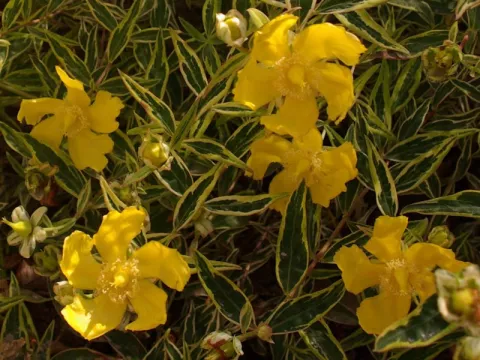Hypericum 'Hidcote Limelight'