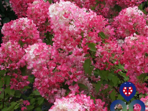 Hydrangea pan. DIAMANT ROUGE ® 'Rendia'