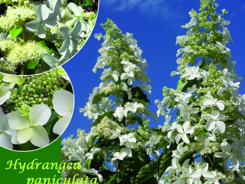 Hydrangea pan. 'Levana' ®