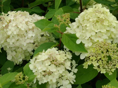 Hydrangea pan. 'Limelight '®