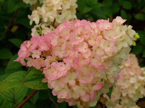 Hydrangea pan. SUNDAE FRAISE ® 'Rensun'