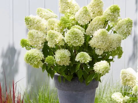 Hydrangea pan. 'Skyfall' ®