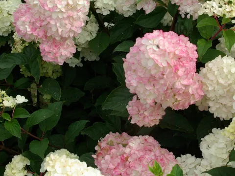 Hydrangea pan. VANILLE FRAISE ® 'Renhy'
