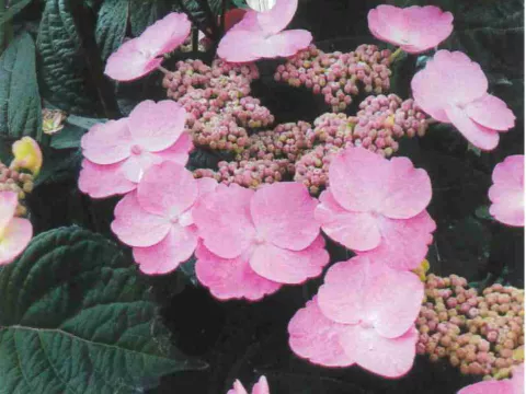 Hydrangea serrata 'Daredevil' ®