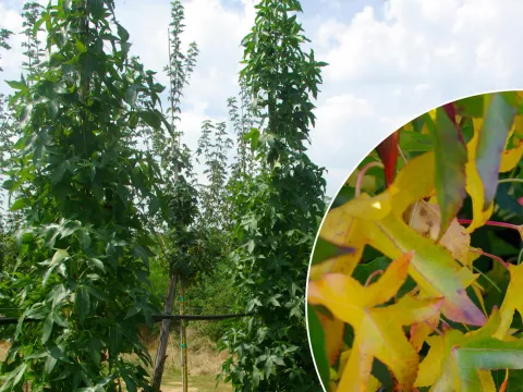Liquidambar styr. 'Slender Silhouette'