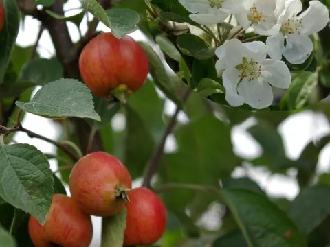 Malus PERTETU 'Evereste'®