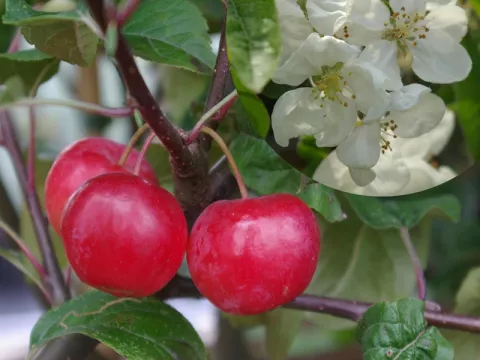 Malus 'Red Sentinel'