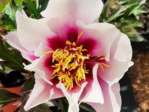 Paeonia itoh 'Cora Louise'
