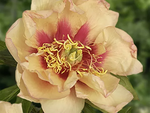 Paeonia itoh 'Callies Memory'