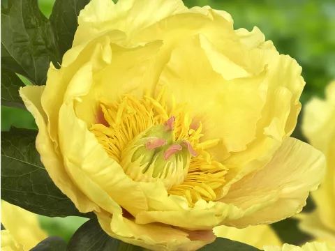 Paeonia itoh 'Garden Treasure'