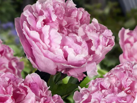 Paeonia lact. 'Alexander Fleming'