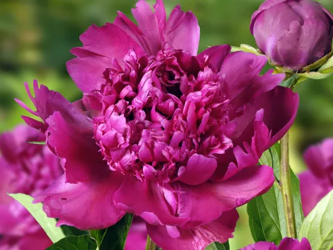 Paeonia lact. 'Big Ben'