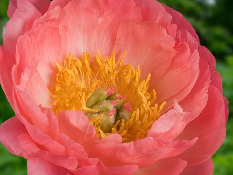 Paeonia lact. 'Coral Sunset'