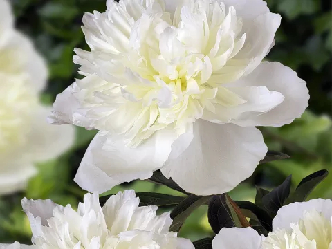 Paeonia lact. 'Duchesse de Nemours'