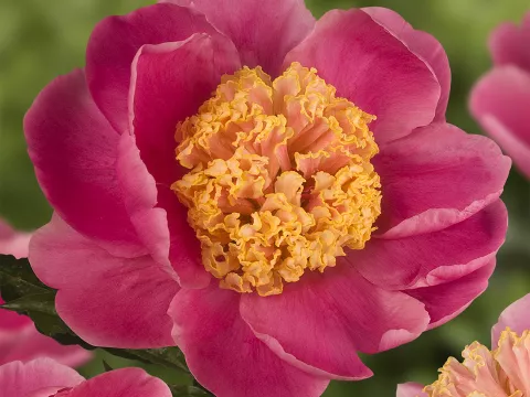 Paeonia lact. 'Doreen'