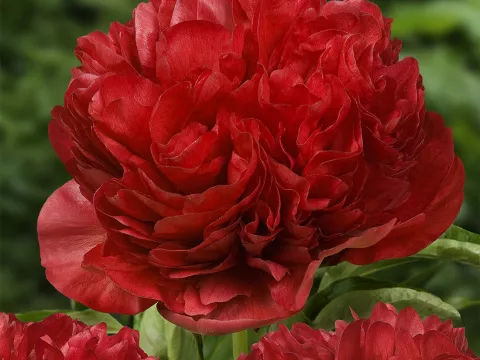 Paeonia lact. 'Eliza Lundy'