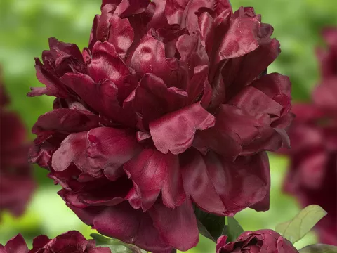 Paeonia lact. 'Francoise Ortegat'