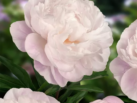 Paeonia lact. 'Gardenia'