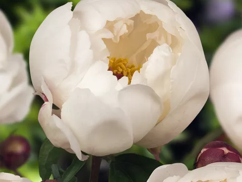 Paeonia lact. 'Jan van Leeuwen'