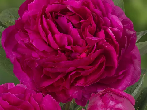 Paeonia lact. 'Kansas'
