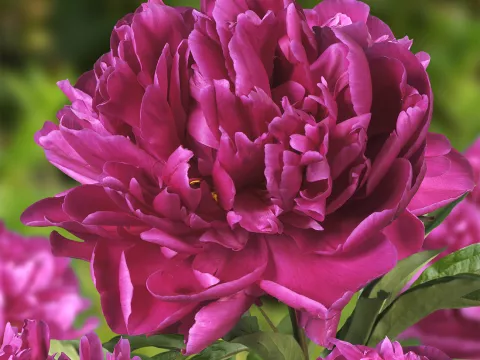 Paeonia lact. 'Karl Rosenfield'