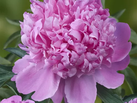 Paeonia lact. 'Monsieur Jules Elie'
