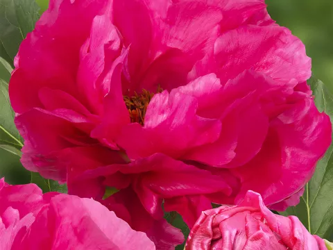Paeonia lact. 'Paula Fay'