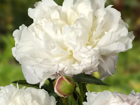 Paeonia lact. 'Shirley Temple'