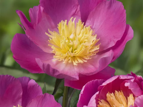 Paeonia lact. 'Wladyslawa'