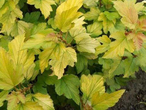 Physocarpus op. 'Dart's Gold'