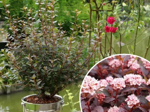 Physocarpus op. 'Little Joker' ®