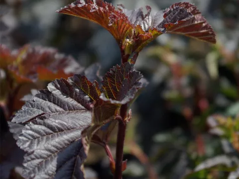 Physocarpus op. 'MIDNIGHT' ®